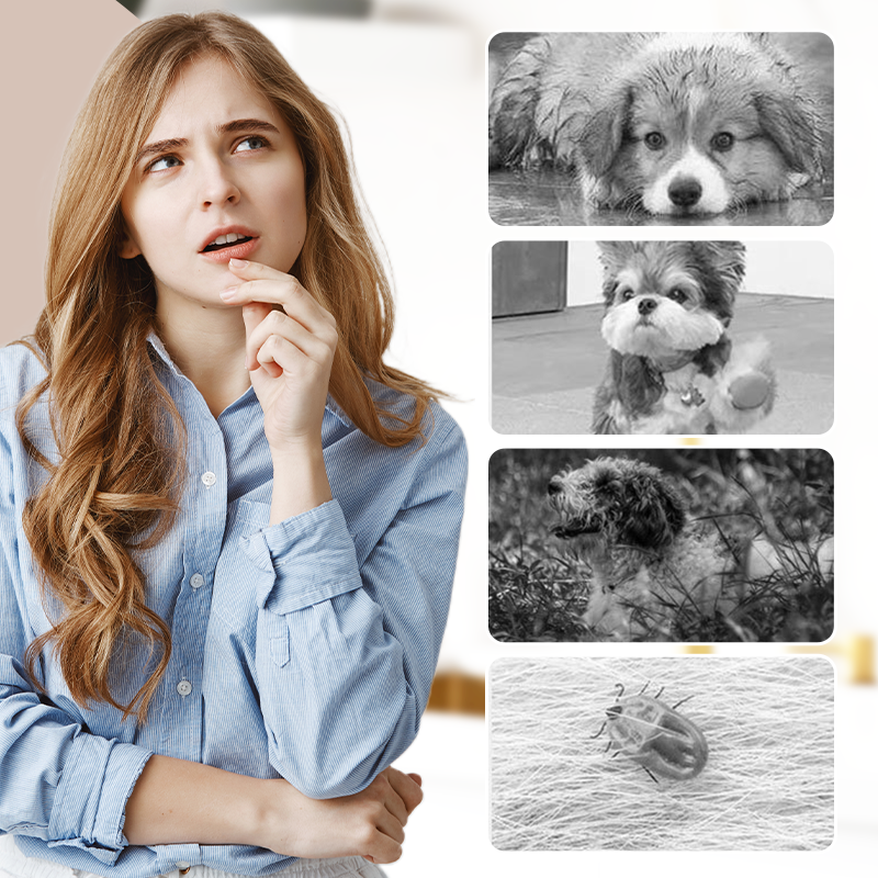 PawGuard – Dustproof outdoor pants for dogs